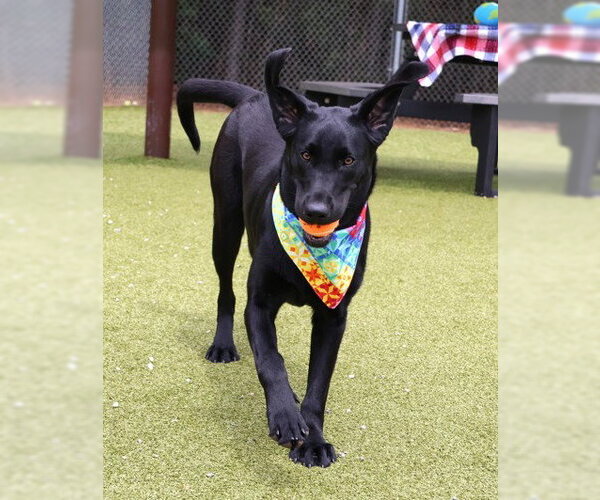 Medium Photo #2 Mutt Puppy For Sale in Rockaway, NJ, USA