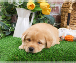 Small #15 Labrador Retriever