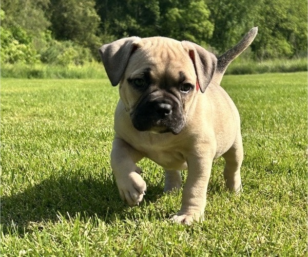 Medium Photo #19 American Bully Puppy For Sale in PLAINFIELD, CT, USA