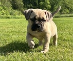 Small Photo #19 American Bully Puppy For Sale in PLAINFIELD, CT, USA
