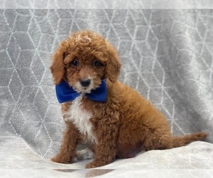 Cavapoo Puppy for sale in LAKELAND, FL, USA