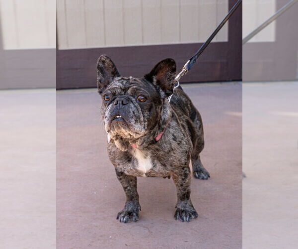 Medium Photo #2 French Bulldog-Unknown Mix Puppy For Sale in Lake Forest, CA, USA