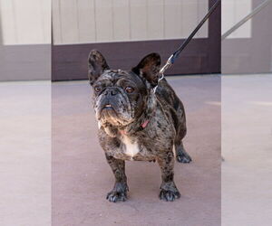Cookie Crisp - Adopt Me! - Female French Bulldog-Unknown Mix Dog for Adoption - Photo #2