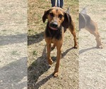Small #5 Mutt