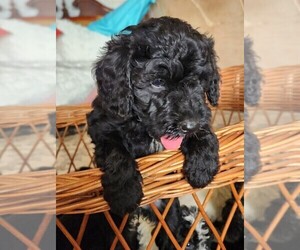 Goldendoodle (Miniature) Puppy for sale in IPSWICH, MA, USA