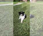 Small Photo #1 Pomeranian Puppy For Sale in PEMBROKE PNES, FL, USA