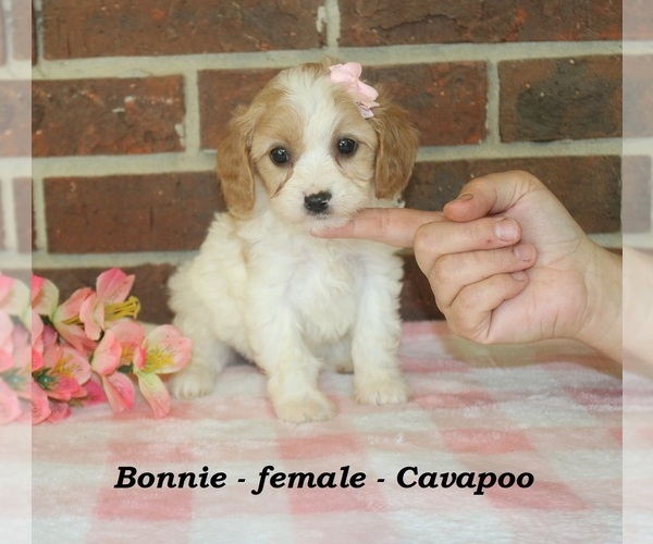 Medium Photo #2 Cavapoo (Miniature) Puppy For Sale in CLARKRANGE, TN, USA