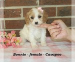 Small #1 Cavapoo (Miniature)