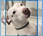 Small #1 American Pit Bull Terrier