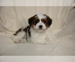 Small #2 Poovanese