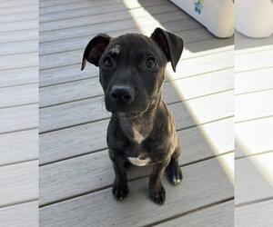 Staffordshire Bull Terrier-Unknown Mix Dogs for adoption in Aurora, CO, USA