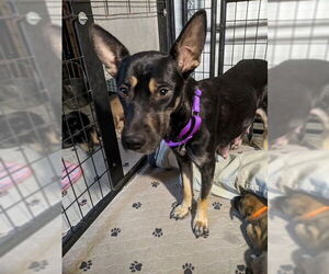 Mutt Dogs for adoption in Kansas City, MO, USA