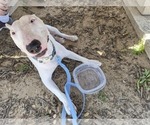 Small Photo #1 Bull Terrier Puppy For Sale in DEVINE, TX, USA