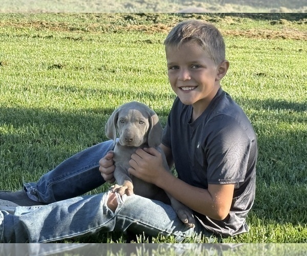 Medium Photo #1 Weimaraner Puppy For Sale in WILLOWS, CA, USA