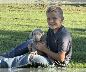 Weimaraner Puppy for Sale in WILLOWS, California USA