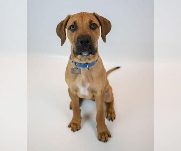 Medium Photo #6 Bull-Boxer Puppy For Sale in Kennesaw, GA, USA