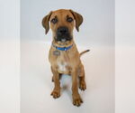 Small #5 Bull-Boxer