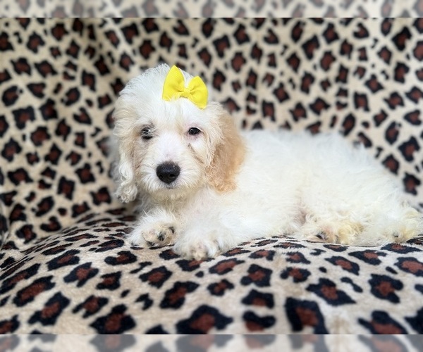 Medium Photo #5 Cock-A-Poo Puppy For Sale in LAKELAND, FL, USA