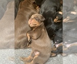 Small Photo #5 Doberman Pinscher Puppy For Sale in PLYMOUTH, MA, USA