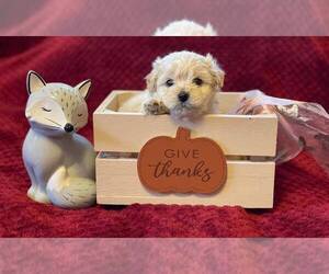 ShihPoo Puppy for Sale in CUMBERLAND, Maryland USA