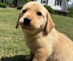 Puppy Piker Labrador Retriever