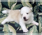 Small Photo #9 Pomsky Puppy For Sale in WINDERMERE, FL, USA