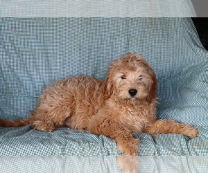 Cavalier King Charles Spaniel-Goldendoodle Mix Puppy for sale in SHILOH, OH, USA