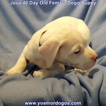 Medium Photo #271 Dogo Argentino Puppy For Sale in JANE, MO, USA
