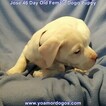 Small Photo #271 Dogo Argentino Puppy For Sale in JANE, MO, USA