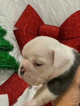 Medium Photo #6 English Bulldog Puppy For Sale in DANIA BEACH, FL, USA