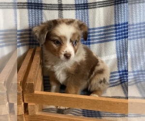 Miniature Australian Shepherd Puppy for sale in FORT MORGAN, CO, USA