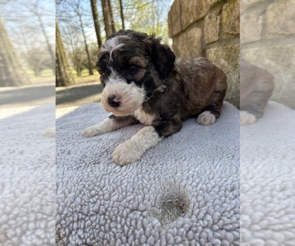 Medium Photo #1 Bernedoodle Puppy For Sale in BREMEN, AL, USA