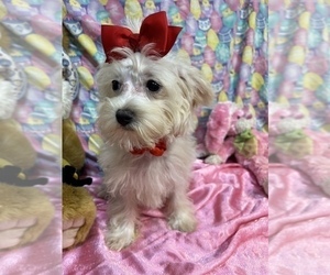 Medium Maltipoo