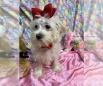 Small Photo #1 Maltipoo Puppy For Sale in BOLINGBROOK, IL, USA