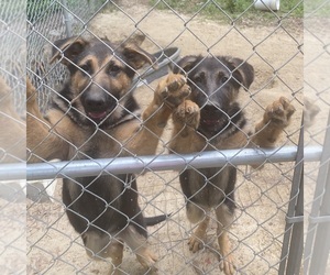 German Shepherd Dog Dogs for adoption in DOUGLAS, GA, USA