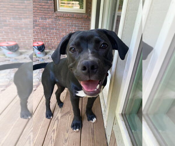 Medium Photo #1 Labrador Retriever-Unknown Mix Puppy For Sale in Blairsville, GA, USA