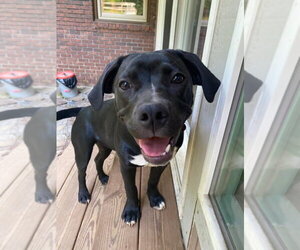 Labrador Retriever-Unknown Mix Dogs for adoption in Blairsville, GA, USA