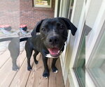 Small Labrador Retriever Mix