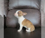 Small #3 Chihuahua