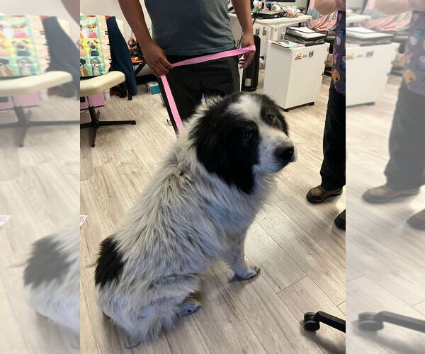 Medium Photo #9 Great Pyrenees Puppy For Sale in Spring, TX, USA