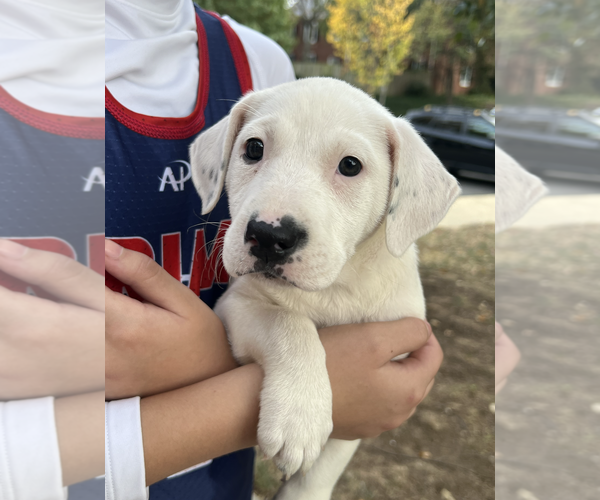 Medium Photo #2 Pointer-Unknown Mix Puppy For Sale in Rockville, MD, USA