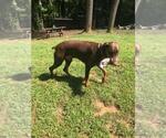 Small Photo #10 American Pit Bull Terrier-Doberman Pinscher Mix Puppy For Sale in HAYESVILLE, NC, USA