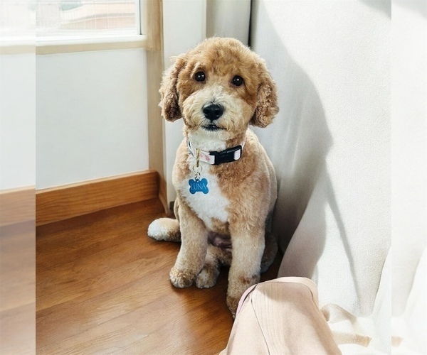 Medium Photo #1 Goldendoodle (Miniature) Puppy For Sale in ORANGE CITY, FL, USA