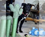 Small #6 Labrador Retriever