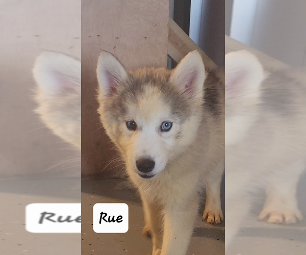 Medium Photo #6 Siberian Husky Puppy For Sale in GOOSE CREEK, SC, USA