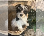 Small #12 Yorkshire Terrier
