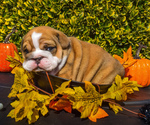 Puppy Benny English Bulldog