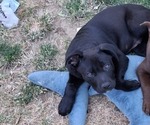 Small American French Bull Terrier-German Shepherd Dog Mix
