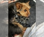 Small #21 Yorkshire Terrier