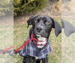 Small #20 Labrador Retriever Mix